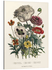 Magnettafel Mohnblumen, aus "The Ladies' Flower Garden", 1842
