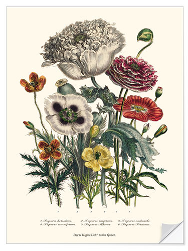 Sisustustarra Poppies, from "The Ladies' Flower Garden", 1842