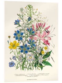 Acrylglasbild Kornblume, aus &quot;The Ladies&#039; Flower Garden&quot;, 1842