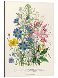 Aluminium print Cornflower, from "The Ladies' Flower Garden", 1842