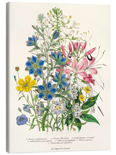 Canvas print Cornflower, from "The Ladies' Flower Garden", 1842