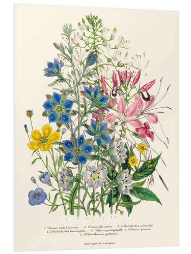 Foam board print Cornflower, from "The Ladies' Flower Garden", 1842