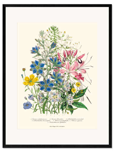 Ingelijste kunstdruk Cornflower, from "The Ladies' Flower Garden", 1842