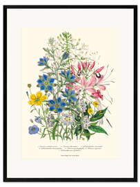 Impression artistique encadrée Cornflower, from "The Ladies' Flower Garden", 1842