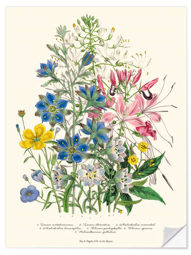 Selvklebende plakat Cornflower, from "The Ladies' Flower Garden", 1842