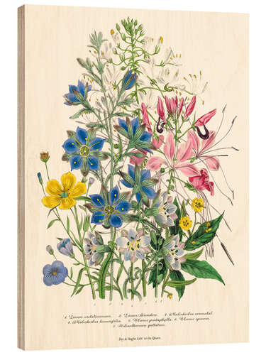 Tableau en bois Cornflower, from "The Ladies' Flower Garden", 1842