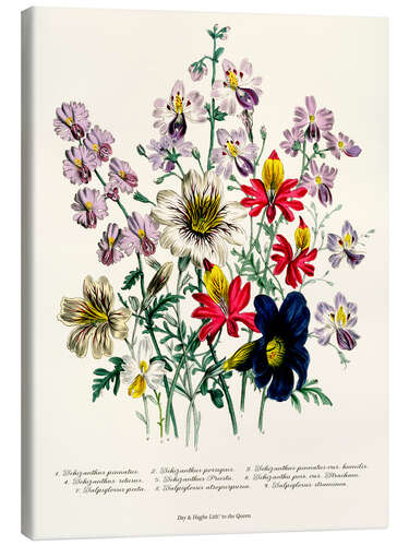 Stampa su tela Crane's Bill, from "The Ladies' Flower Garden", 1842