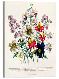 Canvas print Crane&#039;s Bill, from &quot;The Ladies&#039; Flower Garden&quot;, 1842