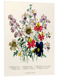 Tableau en PVC Crane's Bill, from "The Ladies' Flower Garden", 1842