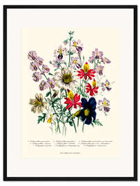 Gerahmter Kunstdruck Storchschnabel, aus "The Ladies' Flower Garden", 1842
