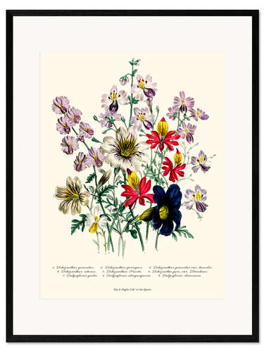 Impression artistique encadrée Crane's Bill, from "The Ladies' Flower Garden", 1842