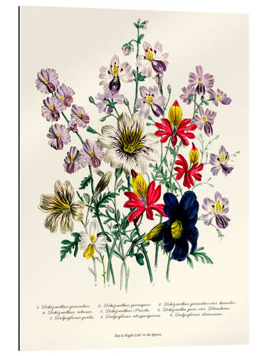 Cuadro de plexi-alu Crane's Bill, from "The Ladies' Flower Garden", 1842