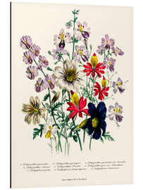 Magnettafel Storchschnabel, aus "The Ladies' Flower Garden", 1842