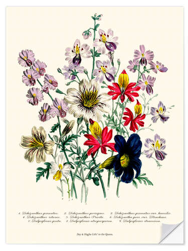 Vinilo para la pared Crane's Bill, from "The Ladies' Flower Garden", 1842