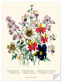 Sisustustarra Crane's Bill, from "The Ladies' Flower Garden", 1842