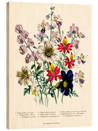 Holzbild Storchschnabel, aus &quot;The Ladies&#039; Flower Garden&quot;, 1842