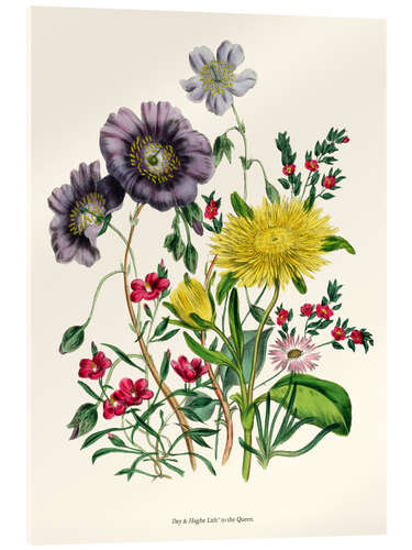 Acrylglasbild Calandrinia, aus "The Ladies' Flower Garden", 1842