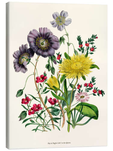 Stampa su tela Calandrinia, from "The Ladies' Flower Garden", 1842