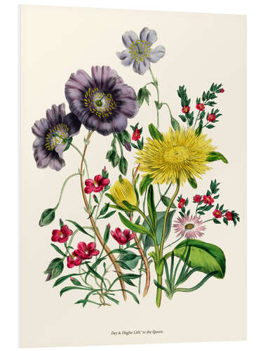 Tableau en PVC Calandrinia, from "The Ladies' Flower Garden", 1842