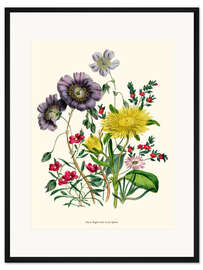 Gerahmter Kunstdruck Calandrinia, aus "The Ladies' Flower Garden", 1842