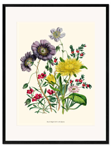Impresión de arte enmarcada Calandrinia, from "The Ladies' Flower Garden", 1842