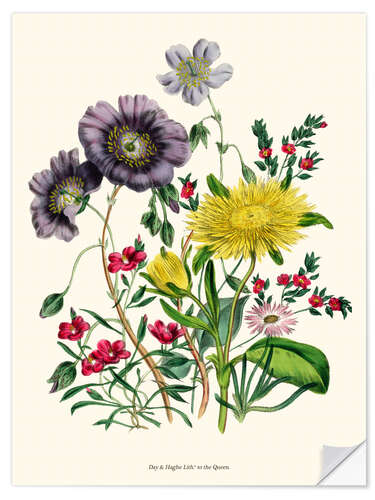 Wall sticker Calandrinia, from "The Ladies' Flower Garden", 1842