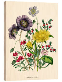 Holzbild Calandrinia, aus &quot;The Ladies&#039; Flower Garden&quot;, 1842