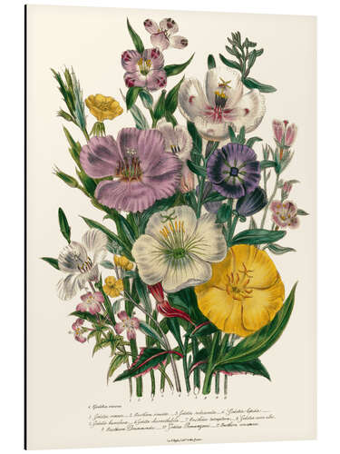 Aluminium print Godetia and Oenothera, 1842