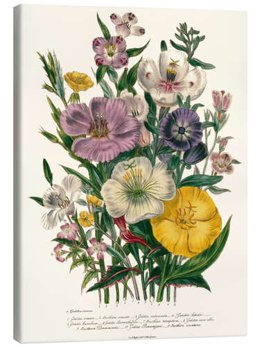 Stampa su tela Godetia and Oenothera, 1842