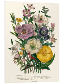 Foam board print Godetia and Oenothera, 1842