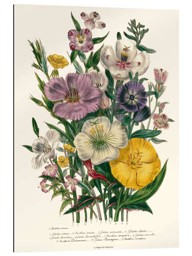 Gallery print Godetia and Oenothera, 1842