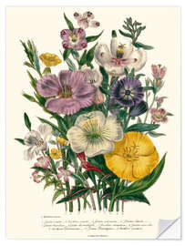 Selvklebende plakat Godetia and Oenothera, 1842