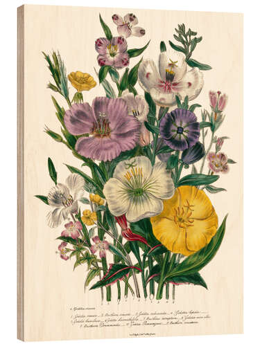 Cuadro de madera Godetia and Oenothera, 1842