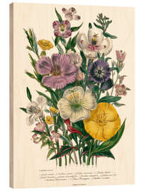 Wood print Godetia and Oenothera, 1842