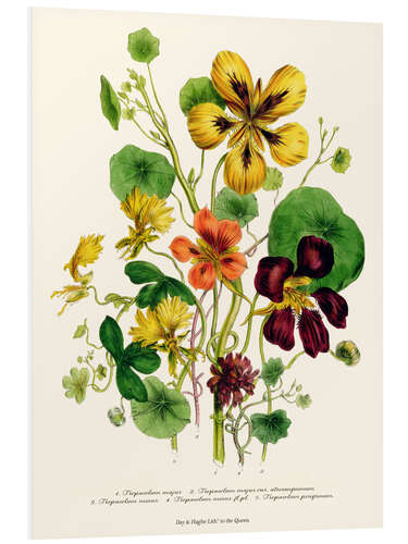 Tableau en PVC Nasturtium, from "The Ladies' Flower Garden", 1842