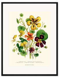 Gerahmter Kunstdruck Kapuzinerkresse, aus "The Ladies' Flower Garden", 1842