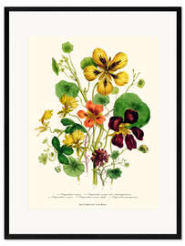 Impressão artística com moldura Nasturtium, from "The Ladies' Flower Garden", 1842