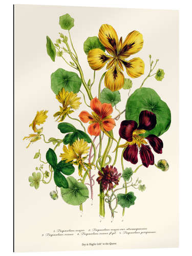 Galleriprint Nasturtium, from "The Ladies' Flower Garden", 1842