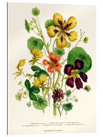 Gallery print Nasturtium, from &quot;The Ladies&#039; Flower Garden&quot;, 1842