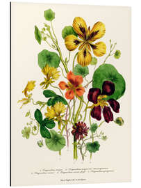 Magnettafel Kapuzinerkresse, aus "The Ladies' Flower Garden", 1842