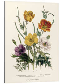 Aluminium print Poppies and Anemones, "The Ladies' Flower Garden", 1842