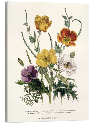 Canvas print Poppies and Anemones, "The Ladies' Flower Garden", 1842