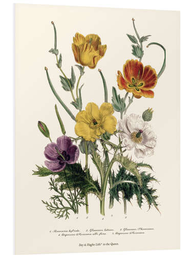 Tableau en PVC Poppies and Anemones, "The Ladies' Flower Garden", 1842