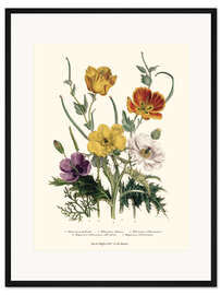 Gerahmter Kunstdruck Mohnblumen und Anemonen, "The Ladies' Flower Garden", 1842