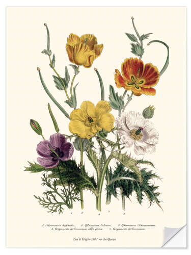 Selvklebende plakat Poppies and Anemones, "The Ladies' Flower Garden", 1842