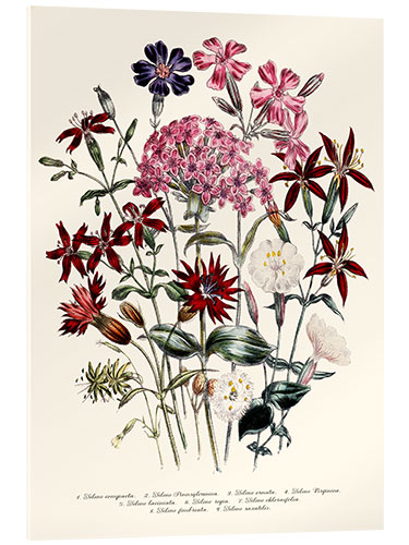 Acrylglasbild Nelkengewächse (Silene), 1843