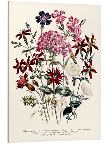 Stampa su alluminio Catchfly (Silene), 1843