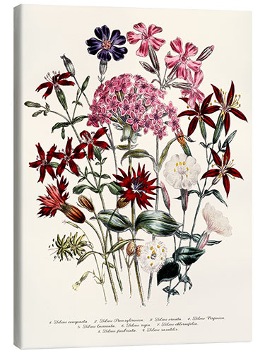 Canvas-taulu Catchfly (Silene), 1843