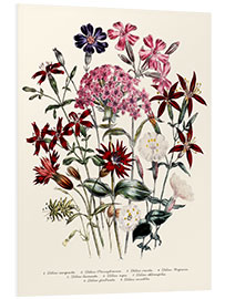 Foam board print Catchfly (Silene), 1843