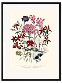 Gerahmter Kunstdruck Nelkengewächse (Silene), 1843